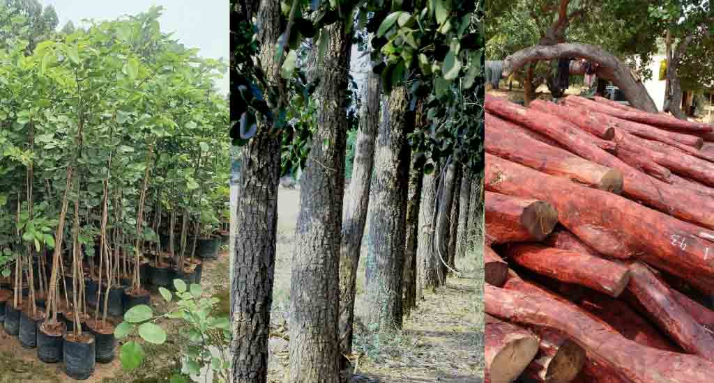 Sandalwood-trees