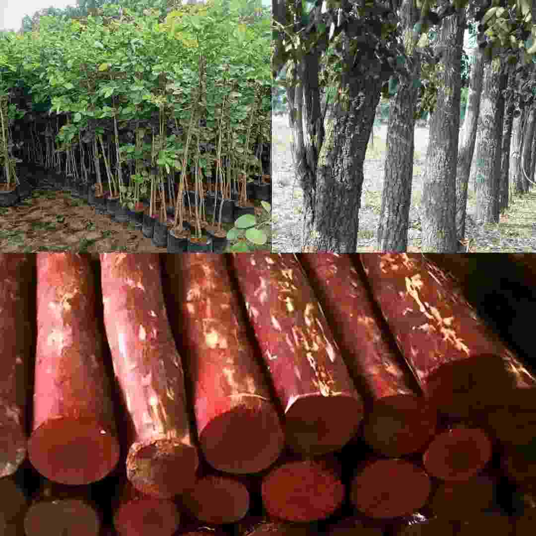 Long-Term Reward: Invest in Sandalwood on Your Farm