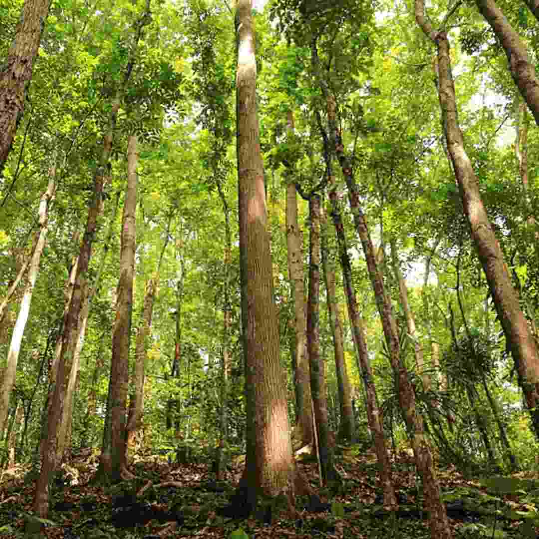 Cultivating Wealth: Strategic Benefits of Investing in Mahogany Tree Farmland